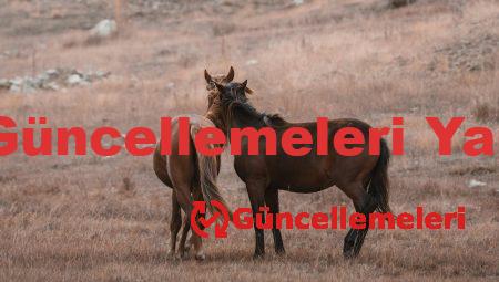 Bilgisayarda Güncellemeleri Yapma Programı