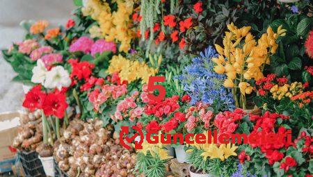 Aksaray Çiçeklerinin Farklı Kullanım Alanları